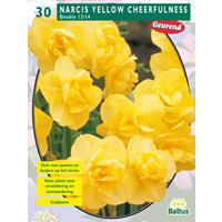Baltus Narcis Cheerfulness, Geel per 25