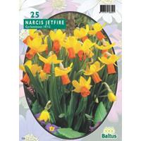 Narcis Mini Jetfire geel-oranje per 25 bloembollen Baltus