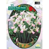 Narcis Mini Pink Pride per 25 bloembollen Baltus