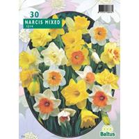 Narcis Trompet mix per 30 bloembollen Baltus