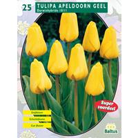 Baltus Tulipa Apeldoorn Geel, Darwin per 25