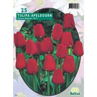 Tulipa Apeldoorn Rood Darwin p per 25 bloembollen Baltus