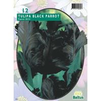 Tulipa Black Parrot Parkiet per 12 bloembollen Baltus