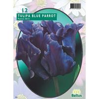Tulipa Blue Parrot Parkiet per 12 bloembollen Baltus