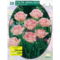 Baltus Tulipa Dubbel Laat Angelique per 20