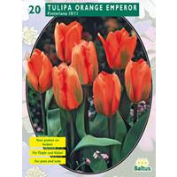 Baltus Tulipa Orange Emperor, Fosteriana per 20