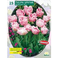 Baltus Tulipa Dubbel Laat Upstar per 25