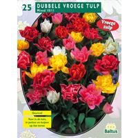 Baltus Tulipa Dubbel Mix per 25