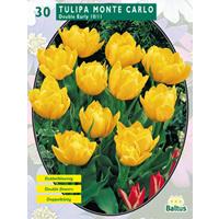 Baltus Tulipa Dubbel Vroeg Monte Carlo per 30