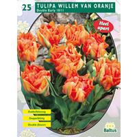 Baltus Tulipa Dubbel Vroeg Willem van Oranje per 25