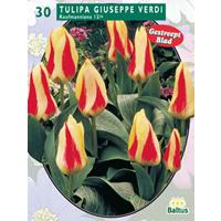 Baltus Tulipa Giuseppe Verdi, Kaufmanniana per 25