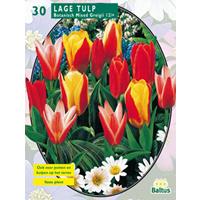 Baltus Tulipa Greiggi Mix per 20