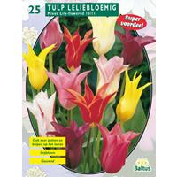 Baltus Tulipa Leliebloemig, Mix per 25
