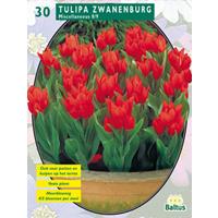 Baltus Tulipa Praestans Zwanenburg per 30