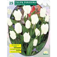 Baltus Tulipa Purissima, Fosteriana per 25