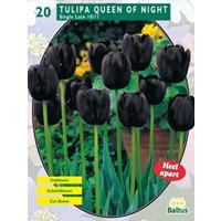 Baltus Tulipa Queen of Night, Enkel Laat per 20