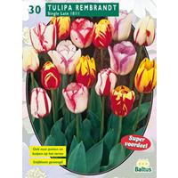 Baltus Tulipa Rembrandt Mix per 30