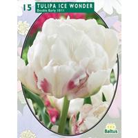 Baltus Tulipa Dubbel Vroeg Ice Wonder per 15