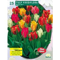 Baltus Tulipa Viridiflora Mix per 25