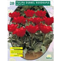 Baltus Tulipa Dubbel Riding Hood per 20