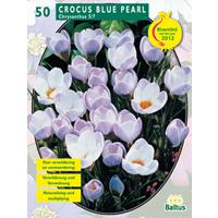 Baltus Crocus Chrysanthus Blue Pearl per 50