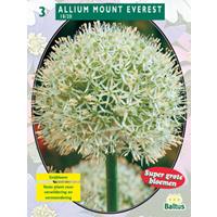 Baltus Allium Mount Everest per 3
