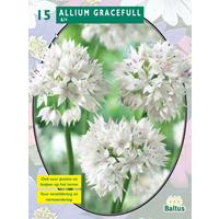 Baltus Allium Gracefull per 15