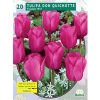 Baltus Tulipa Don Quichotte, Triumph per 20