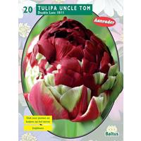 Baltus Tulipa Dubbel Laat Uncle Tom per 20