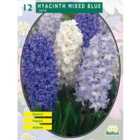 Baltus Hyacinth Mixed Blue per 12