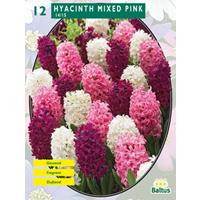 Baltus Hyacinth Mixed Pink per 12