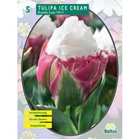 Baltus Tulipa Ice Cream per 5