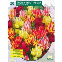 Baltus Tulipa Multiflora per 20