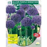 Baltus Allium Aflatunense Purple Sensation per 15