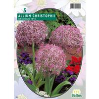 Allium Albopilosum Christophii per 5 bloembollen Baltus