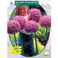 Baltus Allium Gladiator His Excellence per 3