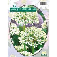 Allium Nigrum Multibubosum per 15 bloembollen Baltus