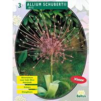 Baltus Allium Schuberti per 3