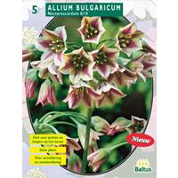 Baltus Allium Siculum Bulgaricum per 5