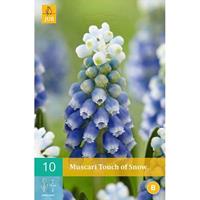 Muscari touch of snow 10 bollen