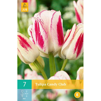 Tom-Garten MehrblÃ¼tige Tulpe Candy Club 7er Pack