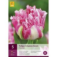 Tulp crispion sweet 5 bollen