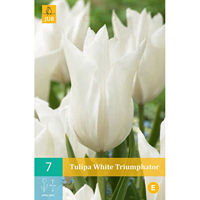 Tulipa white triumphator 7 stuks
