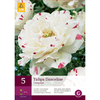 Tulpen Danceline 5 stuks