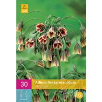 Allium nectaroscodum siculum