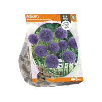 Baltus Allium Aflatunense Purple Sensation per 5