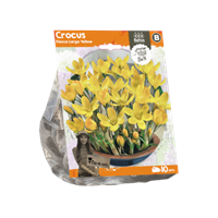 Baltus Crocus Flavus Large Yellow per 10