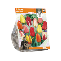 Baltus Tulipa Greigii Mixed per 10