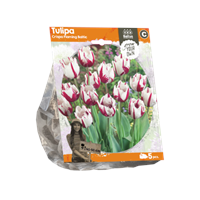 Baltus Tulipa Crispa Flaming Baltic per 5