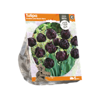 Baltus Tulipa Double Late Black Hero per 5